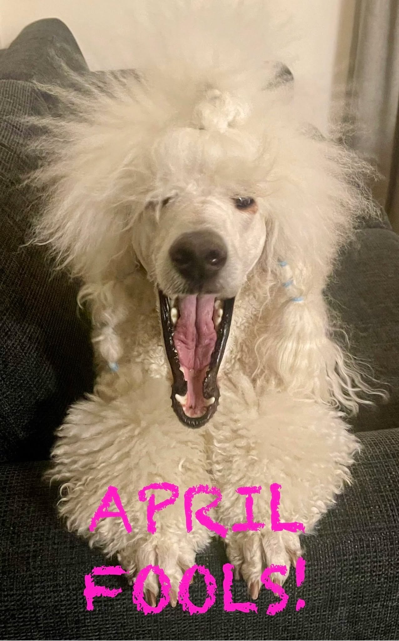 April Fools' Day SALE—You Won’t Believe This!

Here’s the deal… We've decided to make our store prices totally outrageous this April Fools' Day. 😱 We’re talking about a massive 1% off everything… but WAIT…

… Just kidding! You actually get 25% off everything! 🎉

We know, we know, we almost had you. But hey, it’s actually an amazing deal you won’t want to miss! 🛍️ 
Treat your pup to something special—whether it’s a new leash, collar or some show wear. Everything is 25% off!

🔑 Use code: FOOLME25 at checkout and save big. But hurry, this deal won’t last forever! Expires at 23:59 CET on 2025-04-01.

*Not available on supplier agreements.

#AprilFools #Deals #Discounts #NoJoke #ParacondaSale #FurFamily #PuppyLove #PetLovers #TreatYourPet #Paraconda