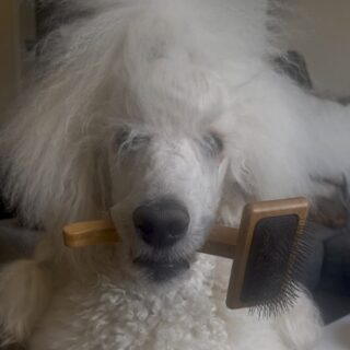 Did you know that grooming your dog is about so much more than just making them look cute? ✨ There are so many benefits beyond the surface!

Regular brushing is one of the best things you can do for your dog. It removes tangles, dead hair, and dirt while preventing matting, especially for breeds with longer coats. While some dogs aren’t fans of brushing, with patience, it can become a bonding moment you both enjoy!

Grooming time is also a great chance to check for any health issues like fleas, ticks, rashes, or hotspots. The more you groom, the easier it is to spot problems early. 🦠

And we all know how much dogs shed! 🐾 Regular brushing helps remove loose hair before it ends up all over your house, keeping your furniture cleaner and everyone happy!

But grooming isn’t just about brushing—it’s also about taking care of your dog's paws. Trimming their nails is crucial to avoid painful overgrowth, which can lead to joint issues or sores. With some practice and the right tools, your dog can learn to tolerate—or even enjoy—nail trims!

Don’t forget their teeth! Just like you wouldn’t go around with unbrushed teeth, your dog’s teeth need care too. Keeping their teeth clean can prevent dental issues in the future.

Depending on your dog’s breed, you might need to do other grooming tasks like ear cleaning, coat stripping, or scissoring. If that sounds overwhelming, a professional groomer can help!

Making grooming part of your routine isn’t just about looking good—it’s about keeping your dog healthy and comfortable. Keep it up, and your dog will thank you with wagging tails and lots of love! 🐶❤️

#DogGrooming #DogObsession #Pawfect #DogFun #FurBaby #FurLove #DogsOfTheWorld #BestFriend #DoggoLife #FluffyPaws #PetParents #SpoiledDog #BestDogEver #DogsMakeLifeBetter #PuppyPlaytime #MansBestFriend #DogLove #DoggyAdventures #HappyTails #PawLove #DogsRule