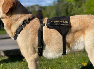 We have completed Paraconda’s first Biothane™ Y-Front / X-Back working dog harness! 

This harness is a black 25mm harness with a 40mm saddle. Some attachments are 20mm. The entirety of the harness is Biothane™ with Sympa-Nova® padding. All the hardware is solid brass. 

This specific harness is compatible with:
A semi rigid handle (shoulder / chest / cape attachments)
A draw strap (shoulder / chest / cape attachments)
Capes that connect by hook

We are currently expanding towards adding:
Bunny ears (guides for rigid handles)
Straight Front / Mobility Harnesses
Rigid Handles
Counter Balance Handles

Disclaimers:
We did not create the cape, it was used for visual purposes. All other gear was created with love: by hand - by us. 🥰

This is *NOT* a mobility harness. However, we hope to expand into them in the near future.

#dog #servicedog #service #assistanshund #job #biothane #hund #gear #doggear #paraconda #sweden #sverige #uddevalla #ledarhund #workingdog #SBK