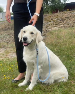 Brother and sister Golden Retrievers sporting their matching leashes. PPM dog leash rope with whipping. Entirely handmade by us. ❤️ 

#doggear #custom #customorder #fun #job #style #hundutställning #handgjord #show #paraconda #create #colour #creative #pretty #design #sale #sell #made2order #paracord #handmade #hund #sweden #koppel #stil #dogwalk #promenad #dogshow #dog #uddevalla #sverige