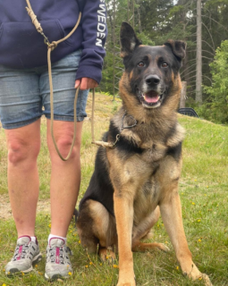 A handsome Shepherd enjoying his PPM Dog Leash with hand whipping. ❤️

# #made4you #doggear #madeforyou #custom #gear #customorder #sverige #uddevalla #dog #foryou #stil #handmade #hund #sweden #made2order #paracord #sell #sale #paraconda #create #handgjord #excited #design #pretty #colour #creative #fun #job #anywhere #anytime