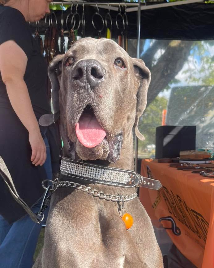 Bling! Bling! Kan man ha för mycket bling? 😝

#läder #dogcollar #collar #halsband #buynow #made4you #doggear #readytoship #custom #gear #customorder #sverige #uddevalla #dog #hundhalsband #dogshow #foryou #stil #sweden #hund #handmade #made2order #sell #sale #paraconda #handgjord #style